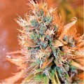 Blue Medi Kush (Spliff Seeds)