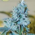 Headbanger (Karma Genetics)