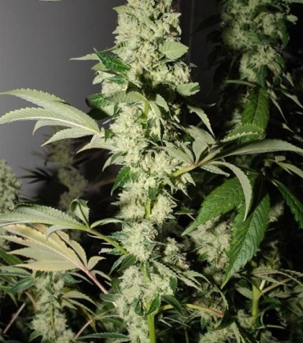 Headbanger - Strain Information - CannaConnection