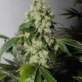 Headbanger (Karma Genetics)