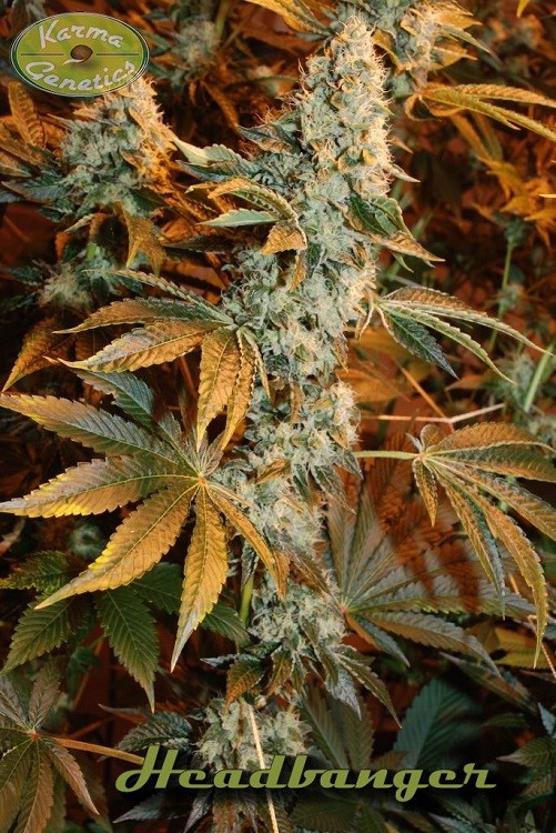 Headbanger - Strain Information - CannaConnection