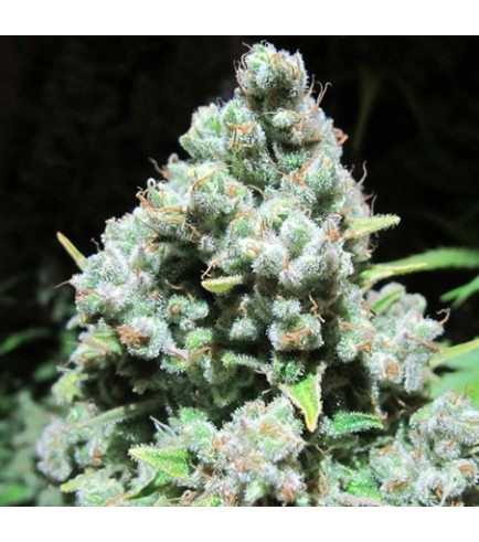 Malakoff (Medical Seeds)