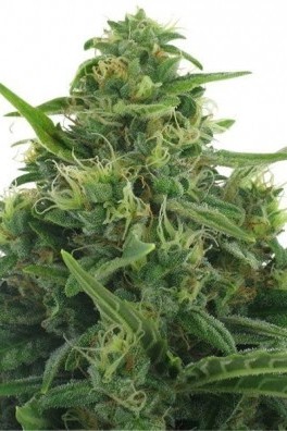 Santa Maria (No Mercy Supply) :: Cannabis Strain Info