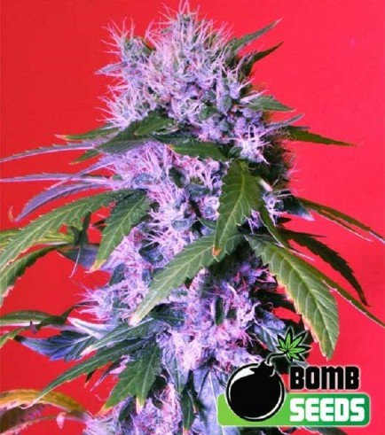 Berry Bomb (Bomb Seeds)