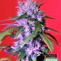 Berry Bomb (Bomb Seeds)