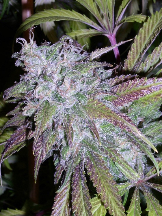 Dynamite Strain Information Cannaconnection Com