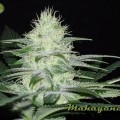 Mahayana (Karma Genetics)