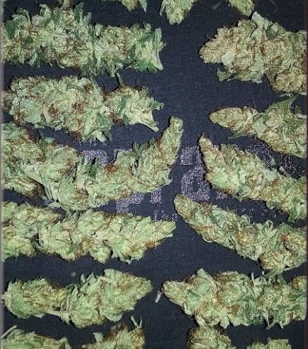 Darkling Sativa (Kingdom Organic Seeds)