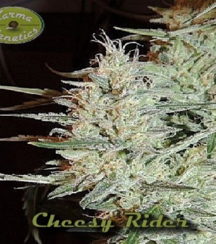 Cheesy Rider (Karma Genetics)