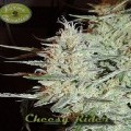 Cheesy Rider (Karma Genetics)