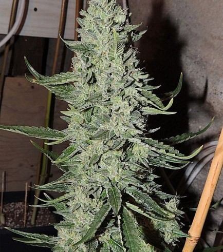 Cheesy Rider (Karma Genetics)