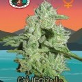 California Orange Cheese (Big Buddha Seeds)