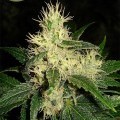 Dominator (Karma Genetics)