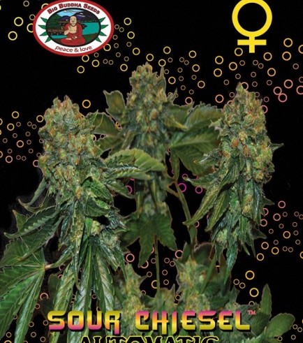 Sour Chiesel Autofloreciente (Big Buddha Seeds)