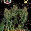 Sour Chiesel Autofloraison (Big Buddha Seeds)