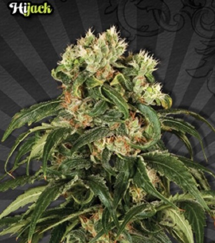 Hijack Autofloreciente (Auto Seeds)