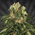 Hijack Autofloreciente (Auto Seeds)