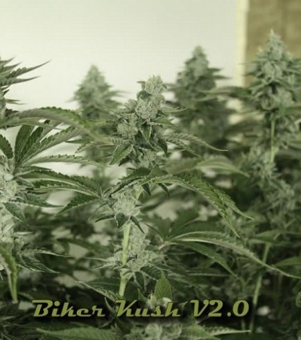 Biker Kush (Karma Genetics)