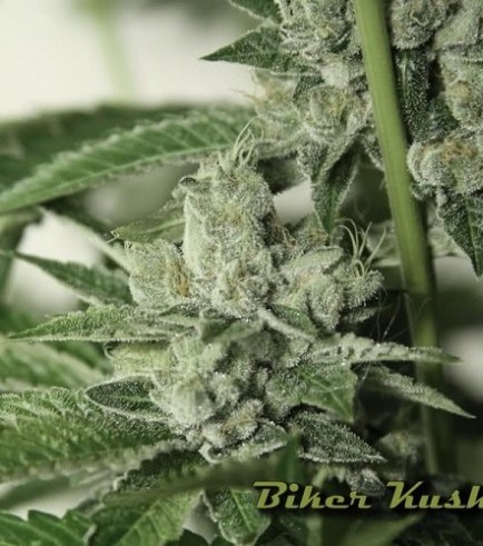 Biker Kush (Karma Genetics)