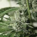 Biker Kush (Karma Genetics)