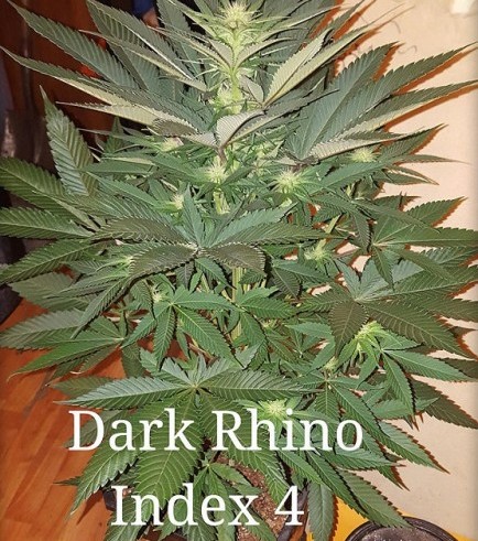 Dark Rhino (Kingdom Organic Seeds)