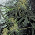 Rusty Haze (Kingdom Organic Seeds)