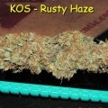 Rusty Haze (Kingdom Organic Seeds)
