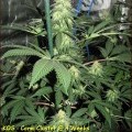 Coma Cluster (Kingdom Organic Seeds)