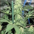 Coma Cluster (Kingdom Organic Seeds)