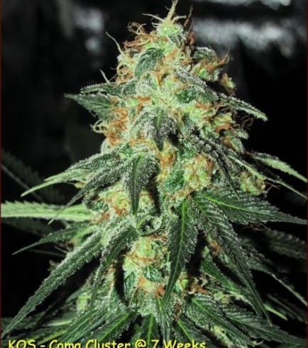 Coma Cluster (Kingdom Organic Seeds)