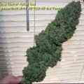 Coma Cluster (Kingdom Organic Seeds)