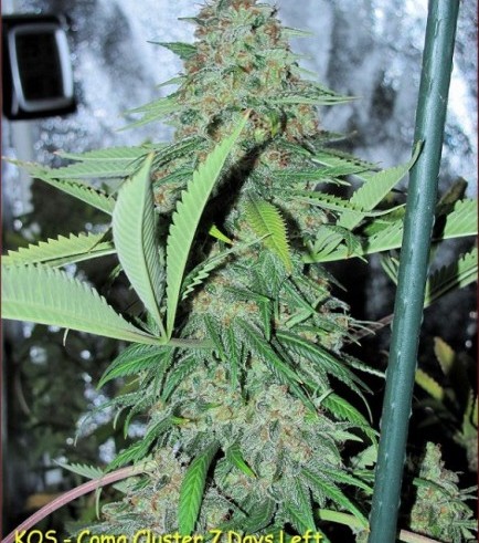 Coma Cluster (Kingdom Organic Seeds)