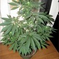 Coma Cluster (Kingdom Organic Seeds)