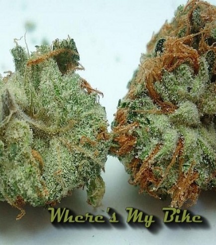 Where's My Bike (Karma Genetics)