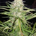 Cherry Malawi (Kingdom Organic Seeds)