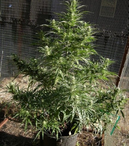 Cherry Malawi (Kingdom Organic Seeds)