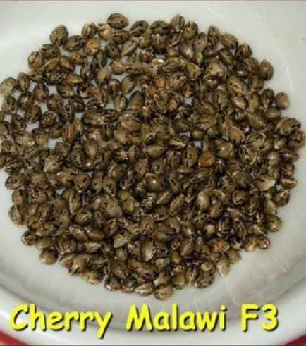 Cherry Malawi (Kingdom Organic Seeds)