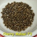 Cherry Malawi (Kingdom Organic Seeds)