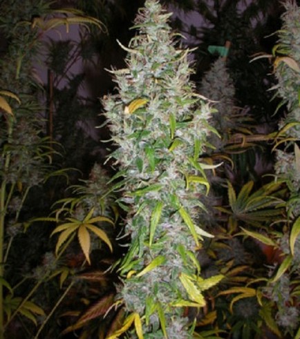 Island Sweet Skunk (Next Generation Seed Company)