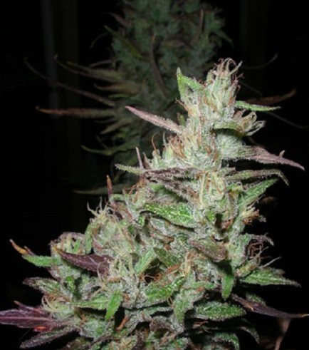 Island Sweet Skunk (Next Generation Seed Company)