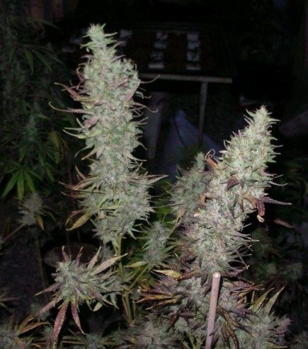 Island Sweet Skunk (Next Generation Seed Company)