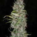 Island Sweet Skunk (Next Generation Seed Company)