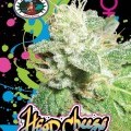 Head Cheese (Big Buddha Seeds)