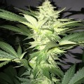 Roof 95 (T.H. Seeds)