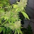 Iron Cindy (Kingdom Organic Seeds)