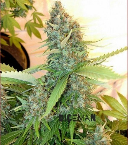 Iron Cindy (Kingdom Organic Seeds)