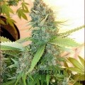 Iron Cindy (Kingdom Organic Seeds)