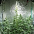 Iron Cindy (Kingdom Organic Seeds)