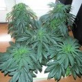 Deep Chunk (Kingdom Organic Seeds)