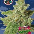 Cherry Moon Pie (Big Buddha Seeds)